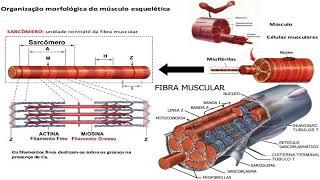 DMIT - DOR MUSCULAR DE INÍCIO TARDIO: O QUE É E QUAIS MECANISMOS A CAUSAM