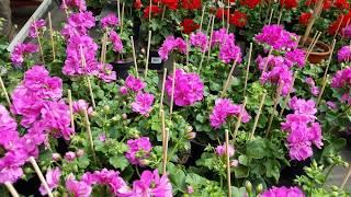 Most Beautiful Geranium  Varieties