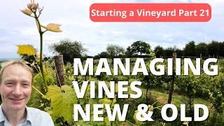 How we handle Leaf Management in our Vineyard