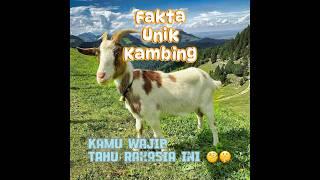 Fakta unik kambing kamu wajib tahu #goat #animals #funfacts