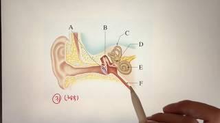 청각 신경. 쉽게 배우자.