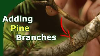 Easy! Grafting branches on Pine pre-bonsai, a 2 year timelapse