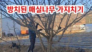 방치된 매실나무 전지방법 (2년생 ~ 성목까지 전지하는방법 설명) # 매실나무 전지하는법 # 매실나무 가지치기