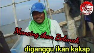 Mancing Belanak diganggu ikan Kakap || Rumpon Merah Putih Pak Saleh