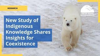 New Study: Indigenous Knowledge Shares New Insights for Human-Polar Bear Coexistence