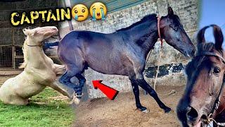 (STALLION COMMANDO V/S COLT CAPTAIN) ITNE Din Baad CAPTAIN Se Mila Lekin Commando Ke Cage Mai 