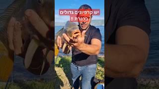יש קרפיונים גדולים בכנרת ! הצצה לסרטון שיעלה בקרוב #carpfishining #דייג