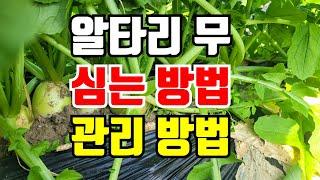 알타리무 심는시기와 방법  총각무 관리방법