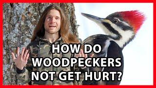 How do Woodpeckers Not Get Hurt?