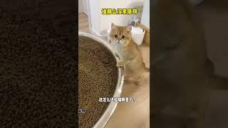 【牛奶是只猫】12只猫十天能拉多少粑粑？？