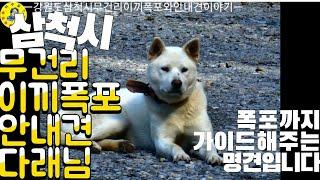 삼척시 무건리 이끼폭포 가는 길을 처음부터 끝까지 안내해주는 신기한 개가 있다는데!! 견문록삶1605/Samcheok moss falls, korea