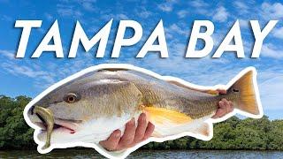 Crushing Tampa Bay Redfish on Zman Artificials