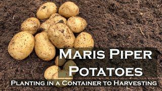 Maris Piper Potatoes | Planting in a container to Harvesting