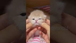 cute cats baby kitten cute moment️#hellomochi #cat #cute #kitten #kucing