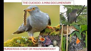 CUCKOO:A MINI DOCUMENTARY. Brood Parasitism and Identification-Deadly Cheat or Misunderstood??