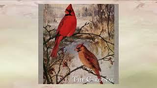 Shire Oak - The Cardinal (2023)