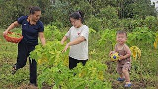 Single Mom: The Landlady Visited Me and My Adopted Son During Papaya Flower Season |Ly Tieu Hon