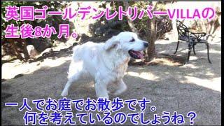 英国ゴールデンレトリバー VILLAの、生後8か月の仔犬です。