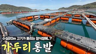 매일 30t 밥 주는 양식장에 김치 미끼로 통발을 던지면..!? 초대박! 역대급 최고 미끼네요!!