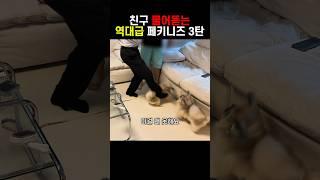 친구에게 시비걸고 싸우는 강아지 행동교정법 3탄