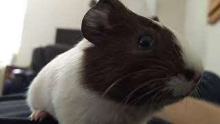 Very Excited Guinea Pig Wheeking