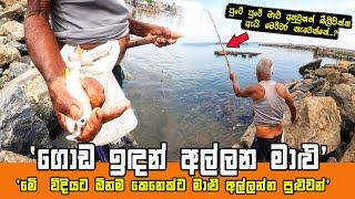 GRANDPA CATCHING FISH IN FISHING ROD | LAND BASED FISHING IN SRI LANKA