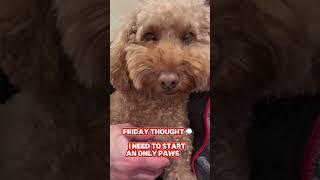 Only Paws  #shortvideo #shortfeed #dog #shorts #shortsviral #funnyvideos #funnyshorts #funny #fun