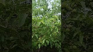 walnut tree, walnut in hills, american walnut, #walnut, #walnuthealthbenefits #bestwalnuts