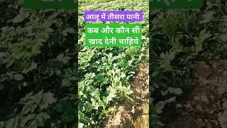 आलू में तीसरा पानी कब और कौन सी खाद व दवा देनी चाहिए #aajkaaalubhav #aalukikheti #farming #agricultu