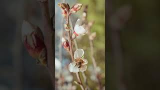 Honey Bee Sounds While Pollinating Cherry Flowers (Spring Blossom Vibes)