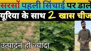 सरसों में पहले पानी पर कौनसा खाद डालें । Sarso Me Pehla Pani Kab De | Sarso Ki Kheti | #mustard