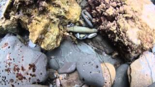 Small octopus in the tide pool