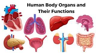 Internal Organs of Human body | Parts of The Body | Internal Organs | Body Organs in English