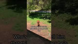 Skinwalker Disguised As A Dog #shorts #ytshorts #viral #scary