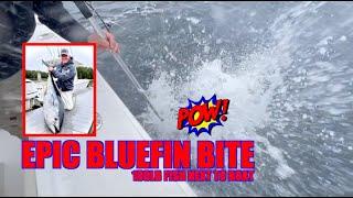 EPIC BLUEFIN BITES ON CAMERA !!