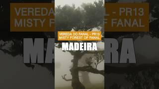 #Madeira hiking: Vereda do fanal - beautiful #misty #forest of #Fanal