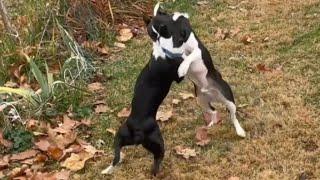 Boston Terrier Wrestlers