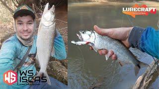 UM RIO INFESTADO DE TABARANAS, PESCARIA COM A XT MINNOW, WS ISCAS ARTIFICIAS.