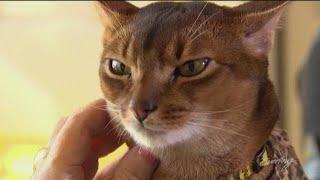 Meet Abner, the rockstar of pet therapy cats - KING 5 Evening