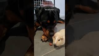 Rottweiler Thinks Guinea Pigs Are Her Babies ️ | The Dodo