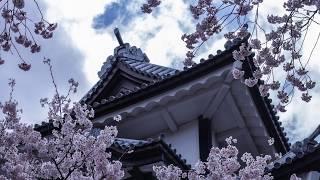 樱花 さくら Sakura  Japanese folk song 日本民谣  尺八演奏者：长谷川 将山 Hasegawa Shozan；选自瑞鸣音乐_____全球音乐大奖获奖音乐专辑：《荒城之月》