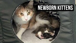 New Kittens and an MRI - Adventuring Big Family of 12