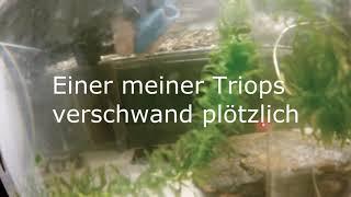 Triops züchten Tutorial