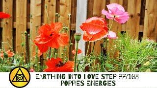 Step 77/108 POPPIES ENERGIES, Earthing into Love