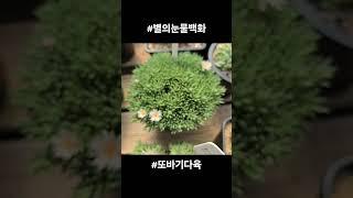 별의눈물백화 #별의눈물 #succulent #다육 #또바기다육 #多肉植物