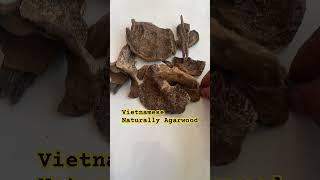 Gom hàng Trầm Hương #tramkymittoden #vietnamagarwood #tramhuongkhanhhoa #shorviralvideo #mittoden