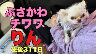 ぶさかわチワワりん。生後311日【vlog】