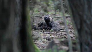 Raccoon Dog in the Białowieża Forest - Wild Poland