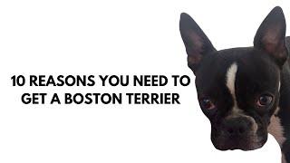 10 reasons your family should get a Boston Terrier