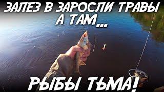 Залез в заросли травы, а там РЫБЫ тьма!